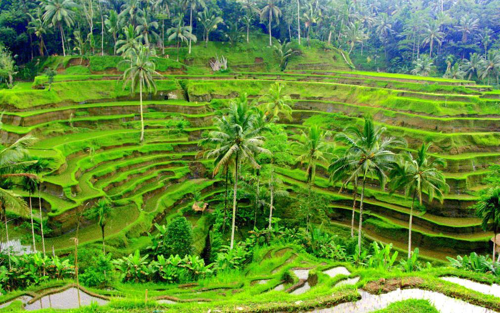 Bali Island Package Tour 4days/3nights